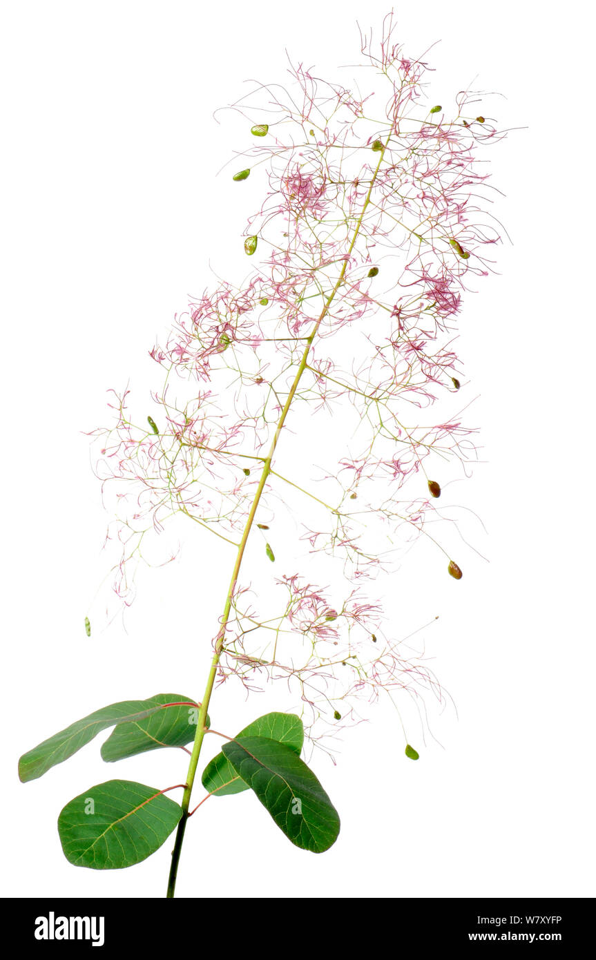 Eurasischen Smoketree in Blume, Slowenien, Europa (Cotinus coggygria), Juni. meetyourneighbors.net Projekt Stockfoto