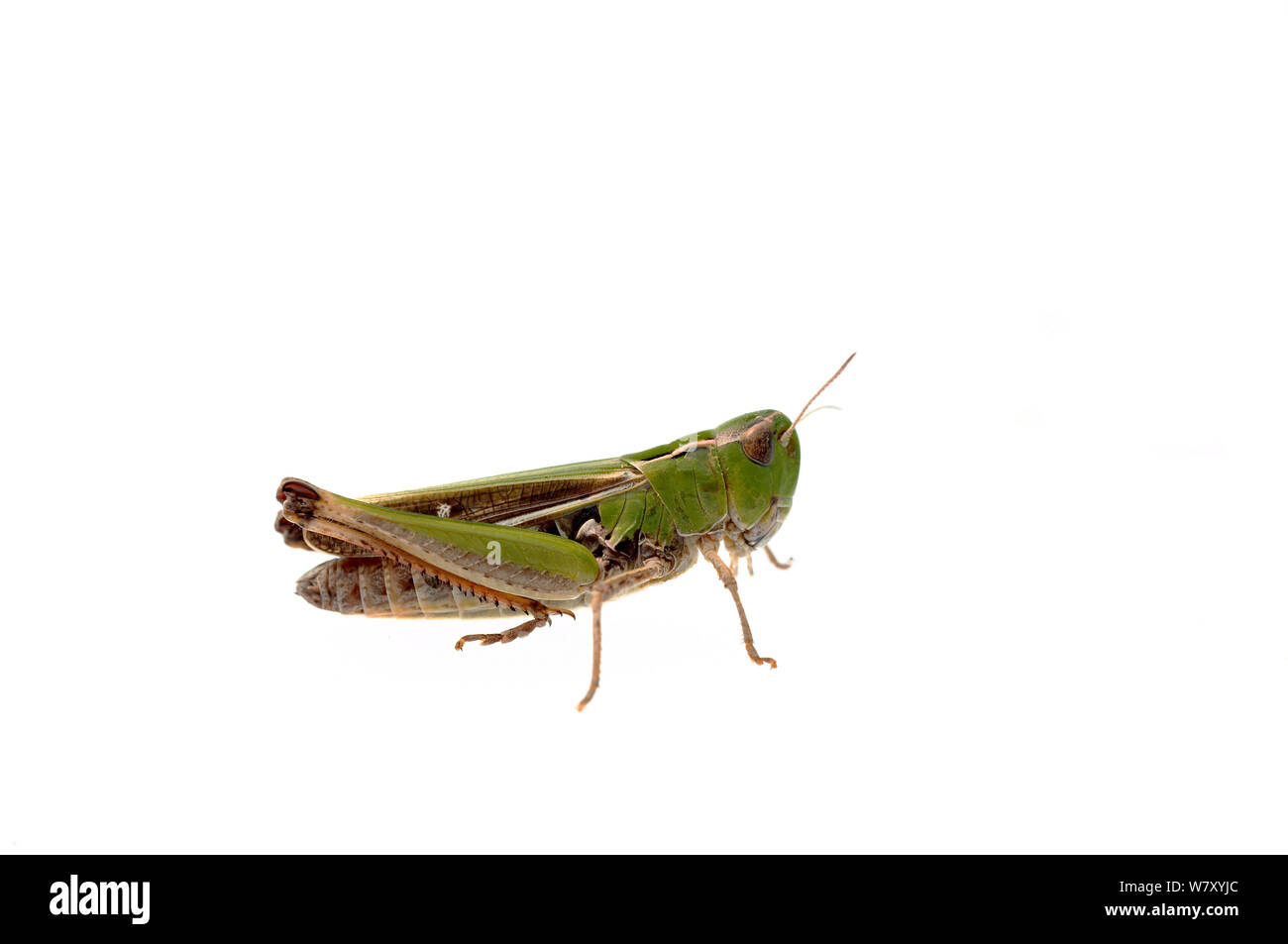 Stripe - winged Grasshopper (Stenobothrus lineatus), Quirnheim, Rheinland-Pfalz, Deutschland, August. meetyourneighbors.net Projekt Stockfoto