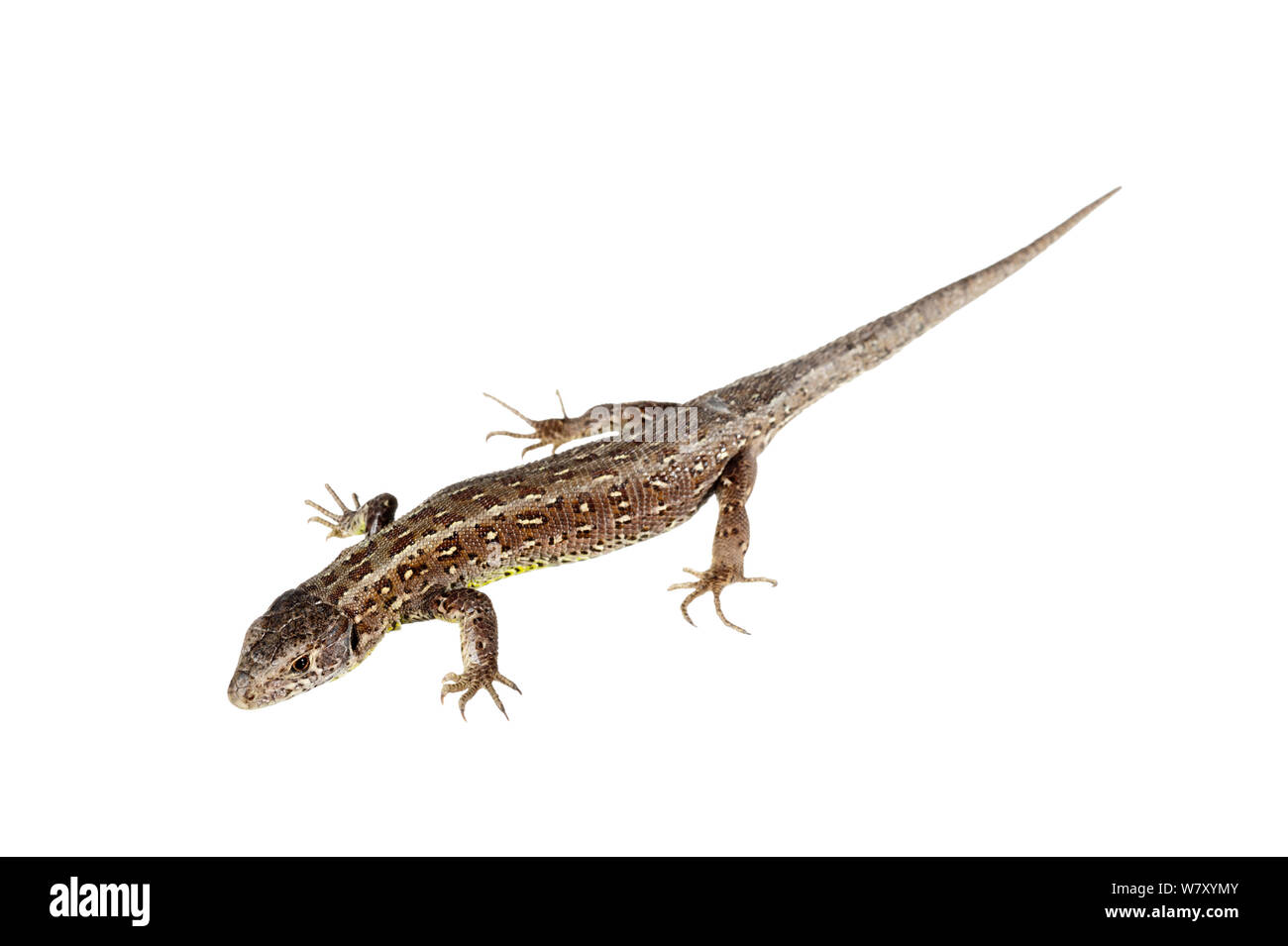 Zauneidechse (Lacerta agilis), Mechtersheim, Rheinland-Pfalz, Deutschland, Juni. meetyourneighbors.net Projekt Stockfoto