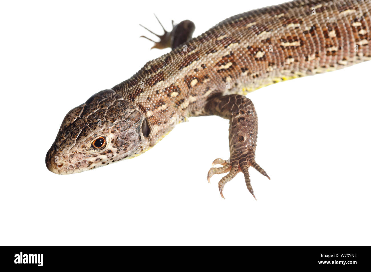 Zauneidechse (Lacerta agilis), Mechtersheim, Rheinland-Pfalz, Deutschland, Juni. meetyourneighbors.net Projekt Stockfoto