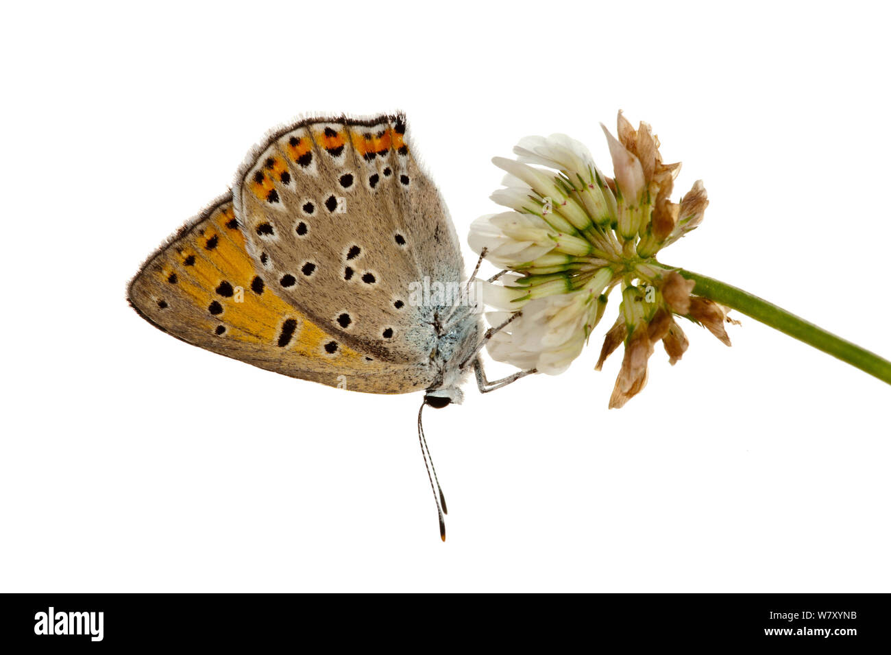 Purple-Shot Kupfer (Lycaena alciphron) auf Blume, Mayen-Koblenz, Rheinland-Pfalz, Deutschland, Juni. meetyourneighbors.net Projekt Stockfoto