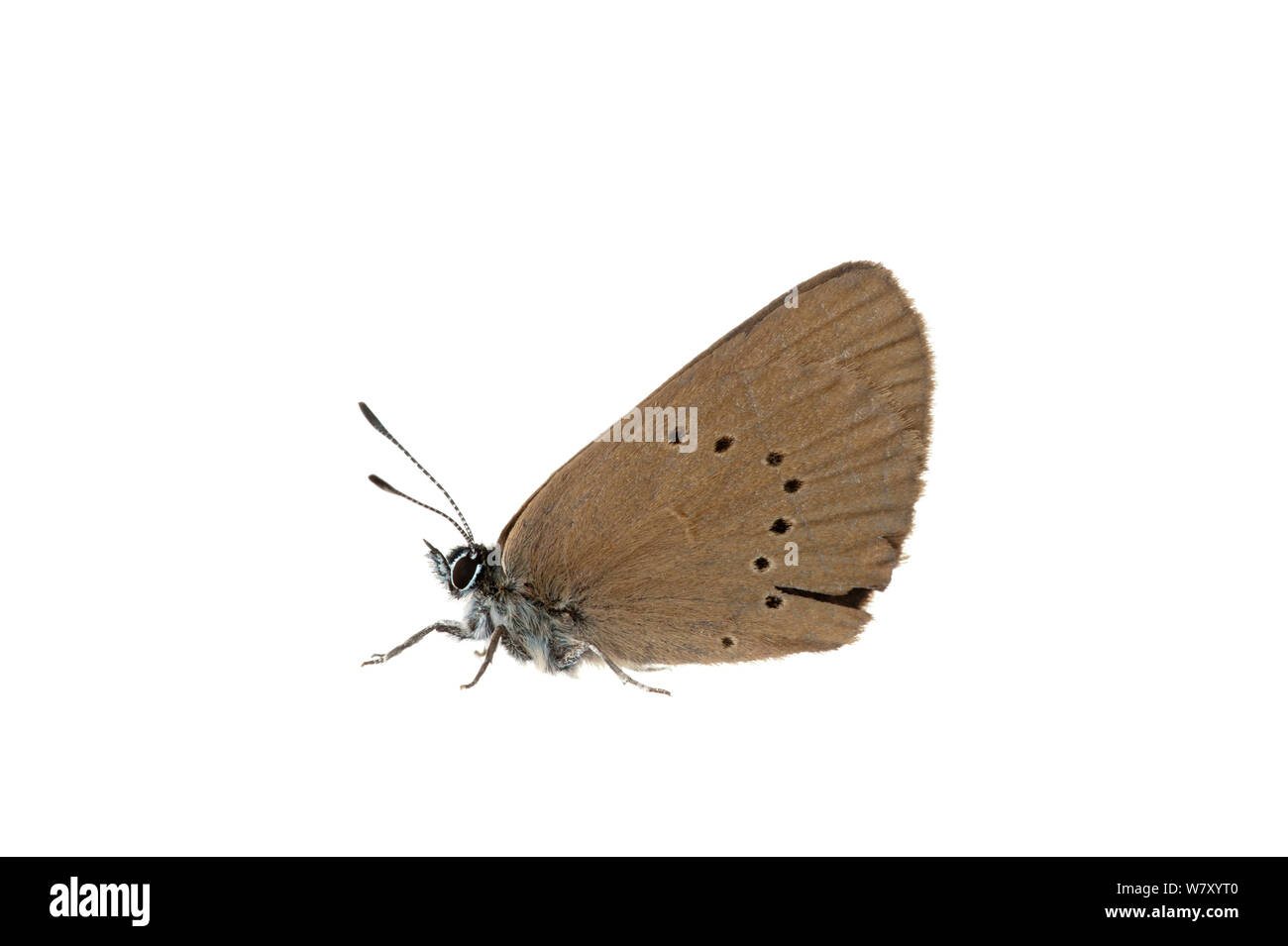 Dusky Large Blue (Maculinea nausithous), Erpolzheim, Rheinland-Pfalz, Deutschland, August. meetyourneighbors.net Projekt Stockfoto