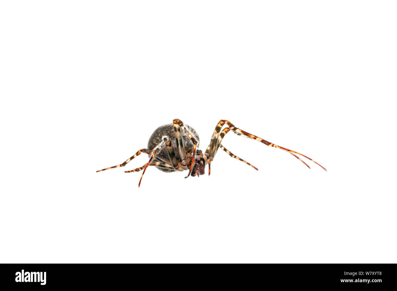 Spider (Metellina merianae), die in der Höhle, Goesdorf, Luxemburg, Mai. meetyourneighbors.net Projekt Stockfoto