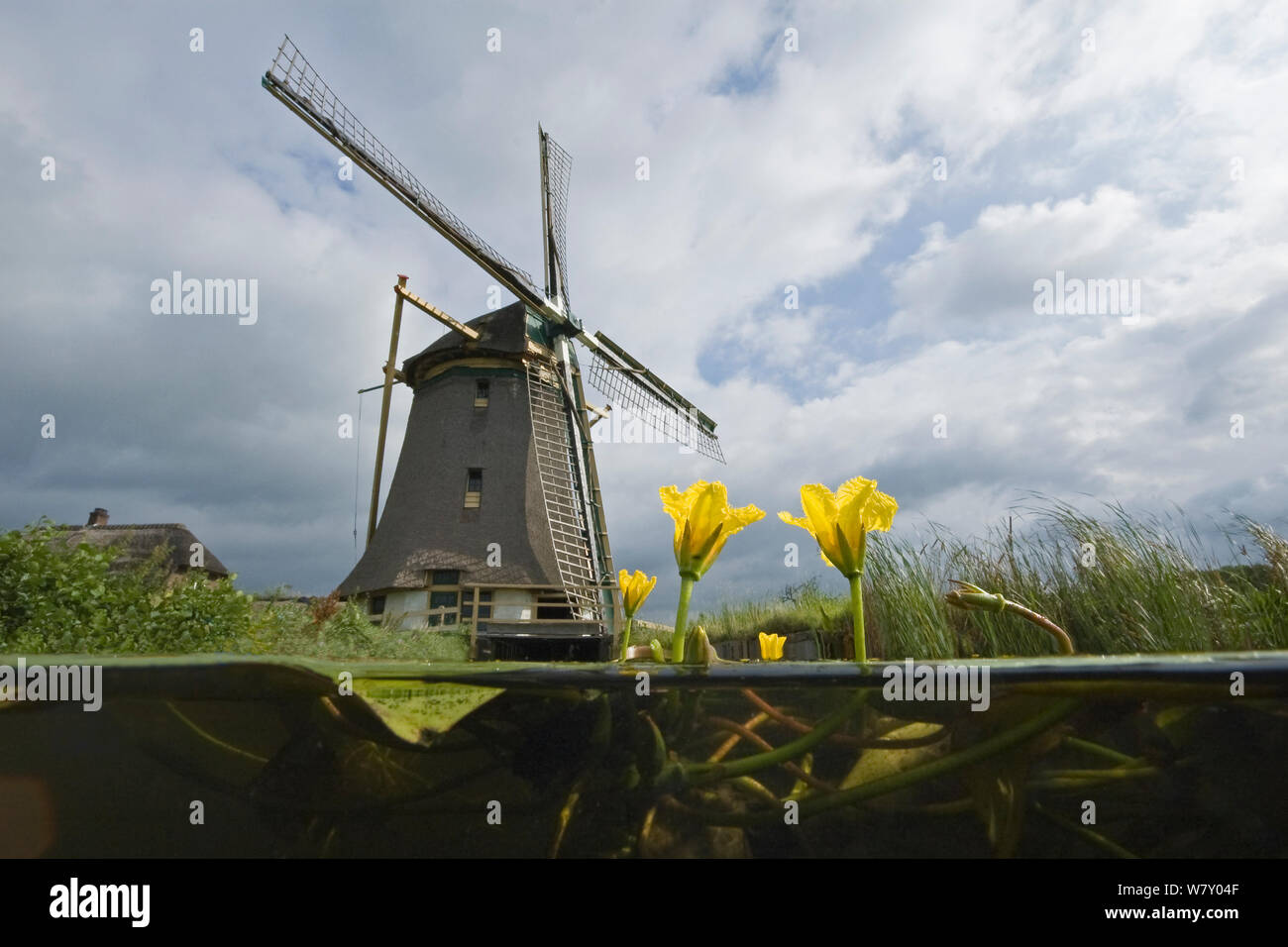 Windmühle mit Fransen Seerose (nymphoides Peltata) Naardermeer bog See, Holland. Jan 2008. Stockfoto