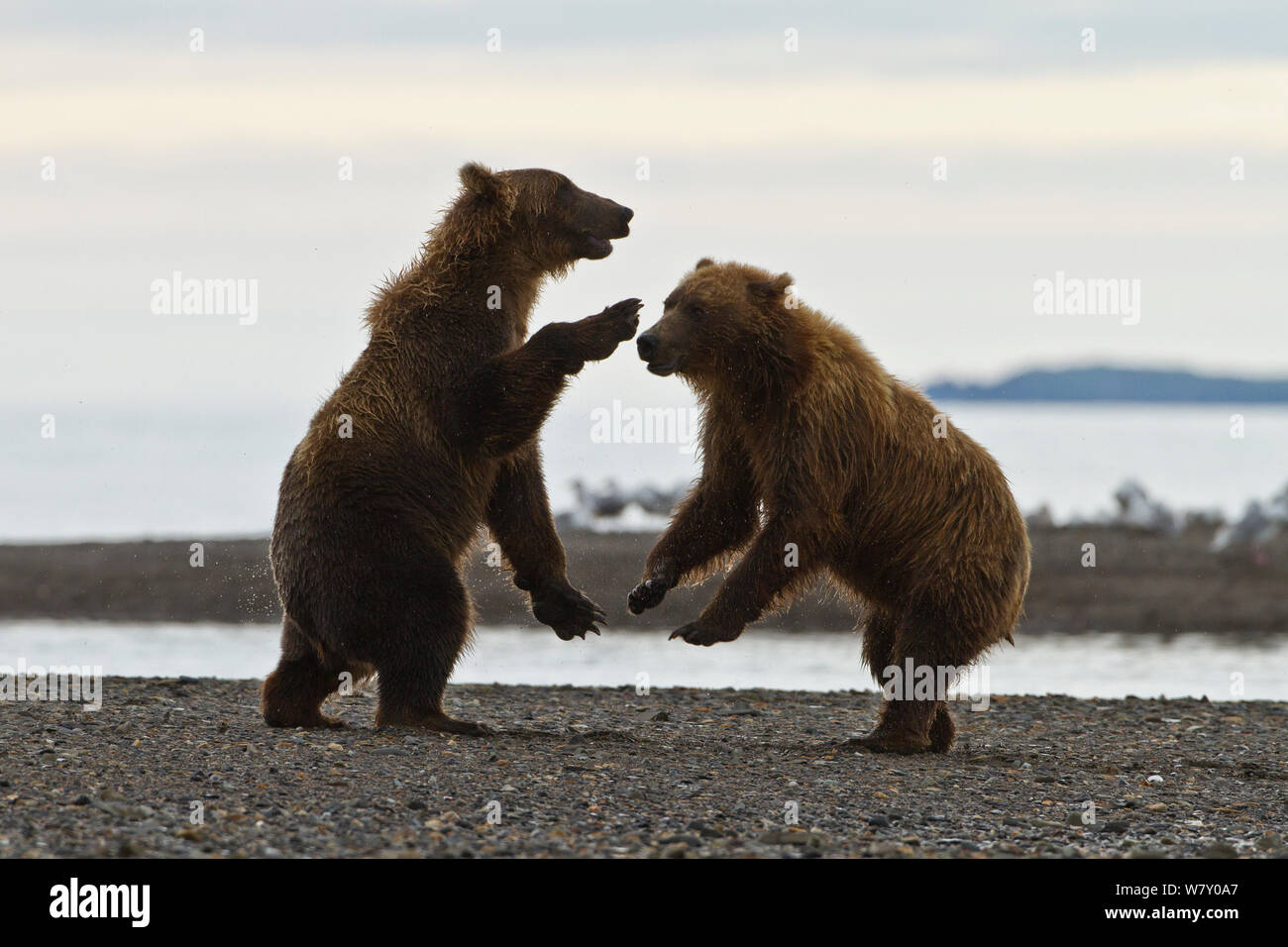 Grizzlybären (Ursus arctos Horribilis) kämpfen am Strand, Katmai National Park, Alaska, USA, August. Stockfoto