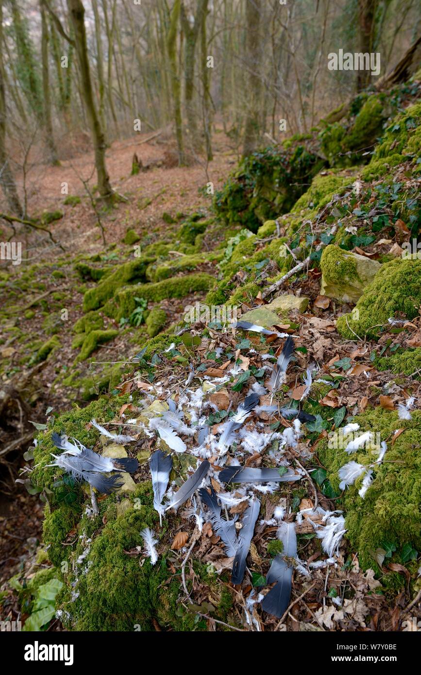 Pigeon feathers durch ein Uhu (Bubo bubo) aus ihrer Beute auf einem Felsen im Wald, Luxemburg gezupft. März. Stockfoto