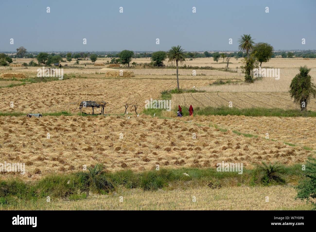 Schneiden Sie die Felder und der Arbeitsscheinwerfer zur Kontrolle der Schnitthöhe während der Ernte, Indien, März 2014. Stockfoto