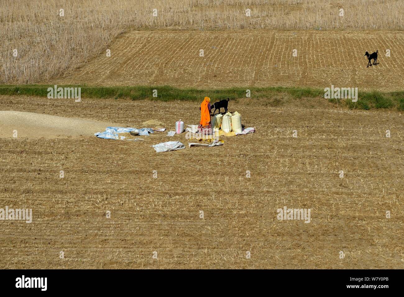 Frau und Ziegen im stoppel Feld mit Säcken Getreide während der Ernte, Indien, März 2014. Stockfoto