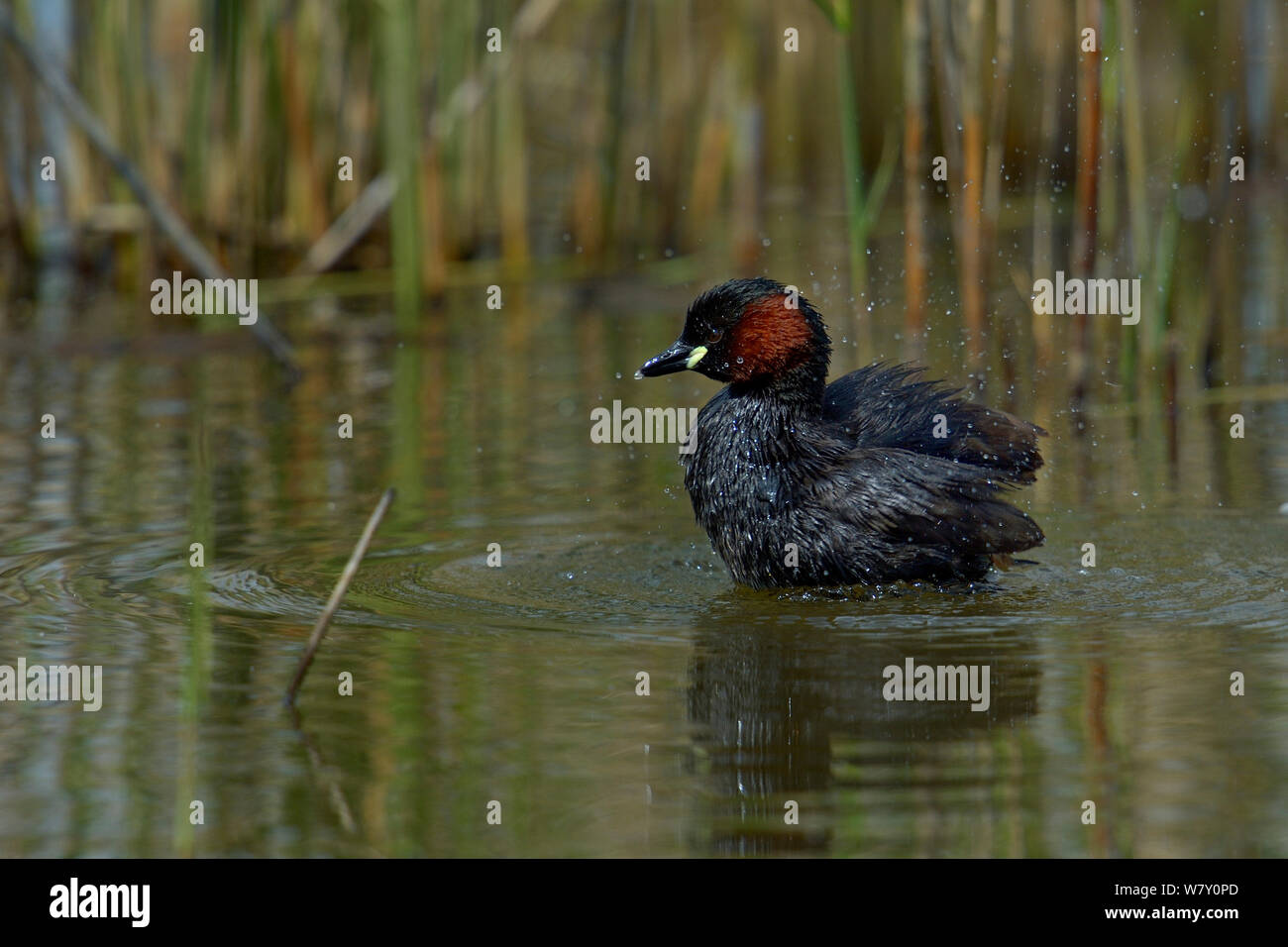 Zwergtaucher (Tachybaptus ruficollis) baden, Parc naturel Regional de La Brenne/Regionalen Naturparks der Brenne, Frankreich, April Stockfoto