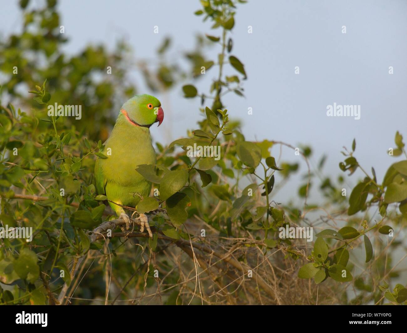 Rose ringed parakeet (Psittacula krameri) männliche Fütterung mit Obst, Keoladeo Nationalpark, Indien, April Stockfoto