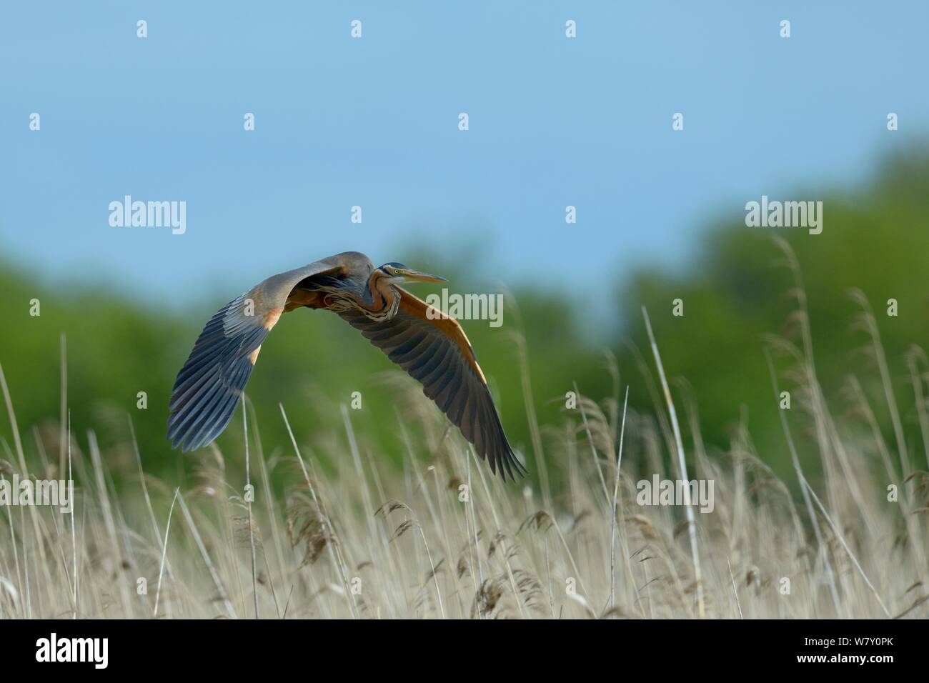 Purpurreiher (Ardea purpurea) im Flug über schilfgebieten, Parc naturel Regional de La Brenne/Regionalen Naturparks der Brenne, Frankreich, April Stockfoto