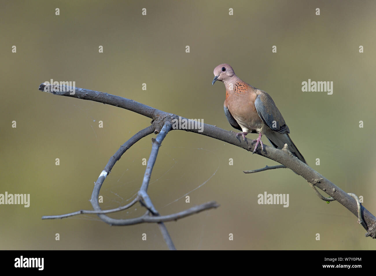 Gefleckte Taube (Streptopelia chinensis) auf einem Zweig, Indien, April Stockfoto