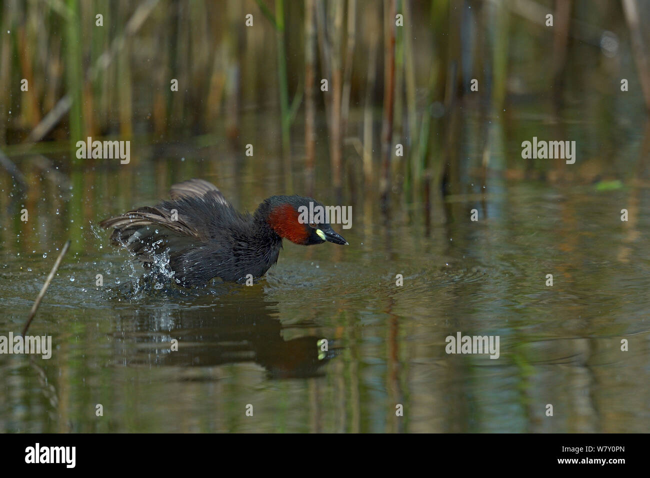 Zwergtaucher (Tachybaptus ruficollis) Baden in Wasser, Parc naturel Regional de La Brenne/Regionalen Naturparks der Brenne, Frankreich, April Stockfoto