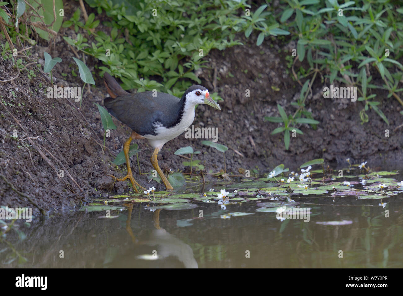 White-breasted waterhen (Amaurornis phoenicurus) männlich, in Wasser. Keoladeo Nationalpark, Indien, April Stockfoto