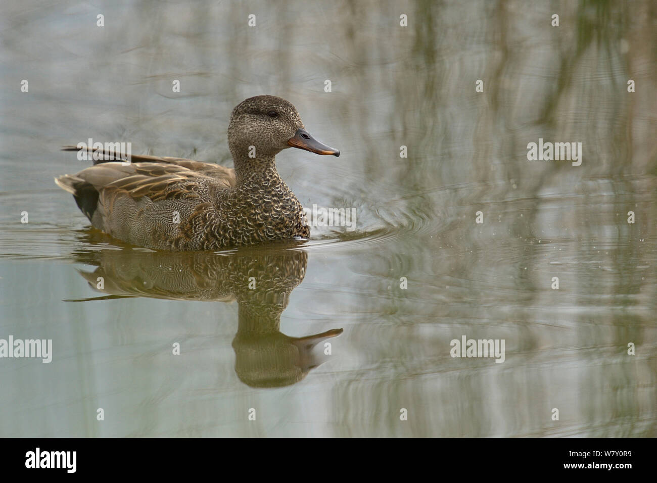 Gadwail (Anas strepera) in Wasser, Parc naturel Regional de La Brenne/Regionalen Naturparks der Brenne, Frankreich, Mai Stockfoto