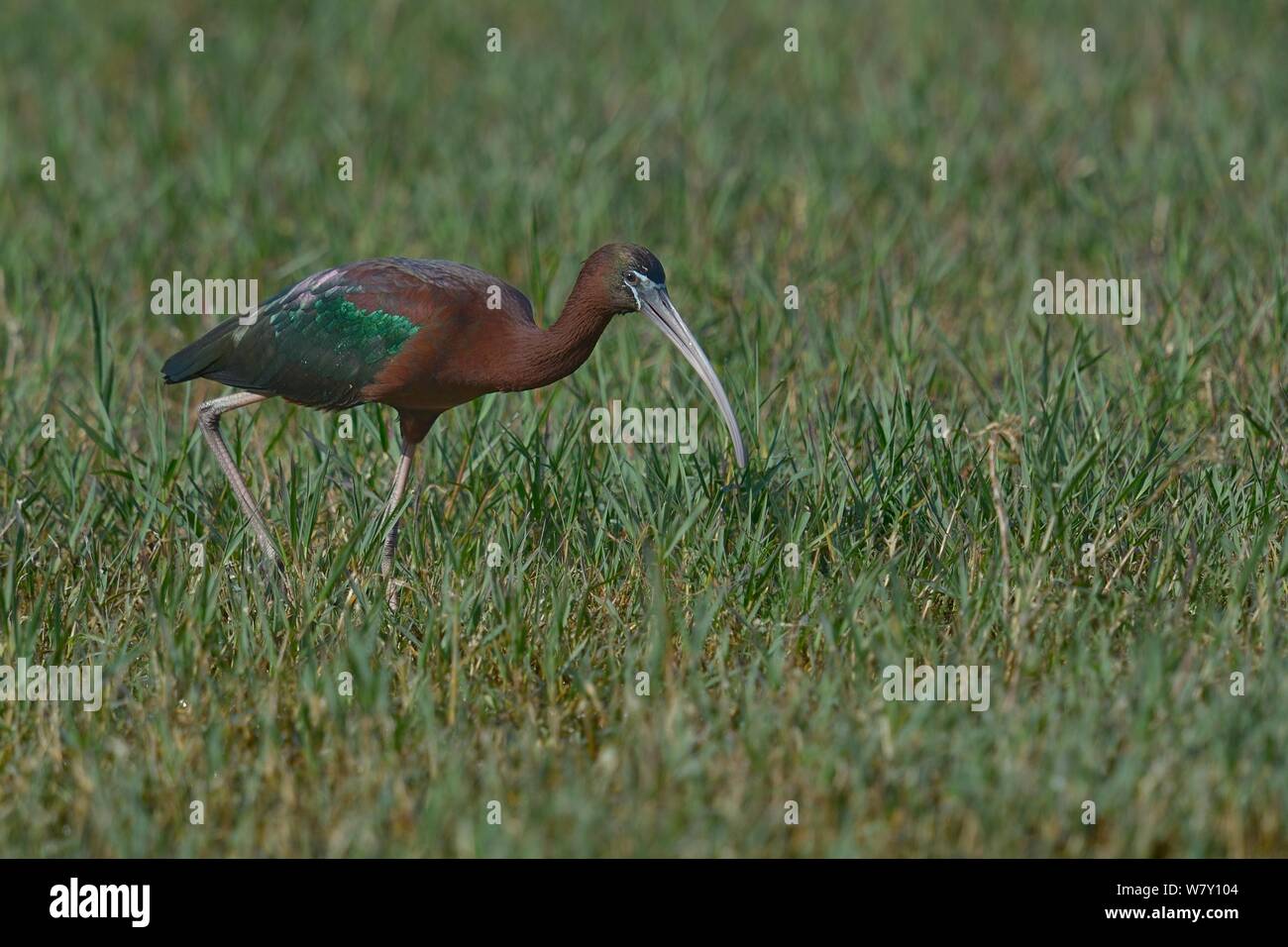 Glossy ibis (Plegadis falcinellus) Ernährung in Gras, Keoladeo Nationalpark, Indien, April Stockfoto
