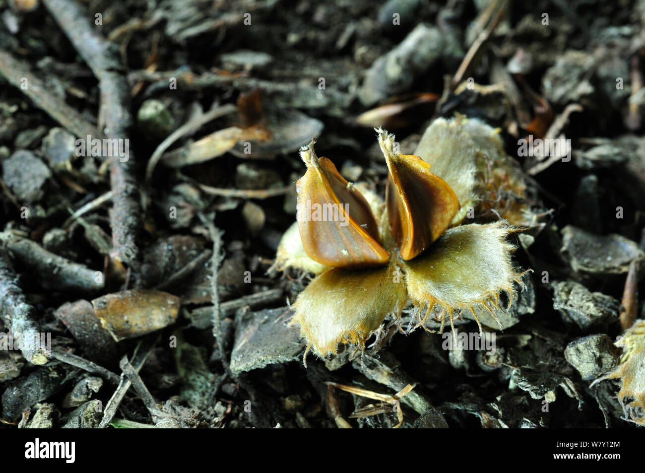 Mast Buche (Fagus sylvatica). Dorset, UK, September. Stockfoto