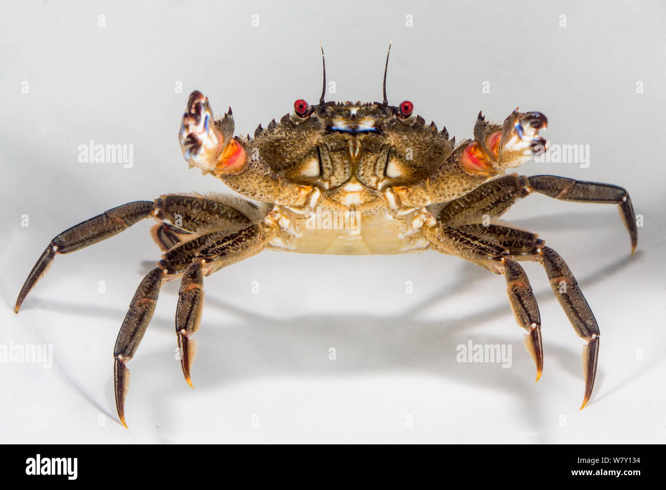 Velvet schwimmen Krebse (Necora puber) Bretagne, Frankreich, Januar. Stockfoto