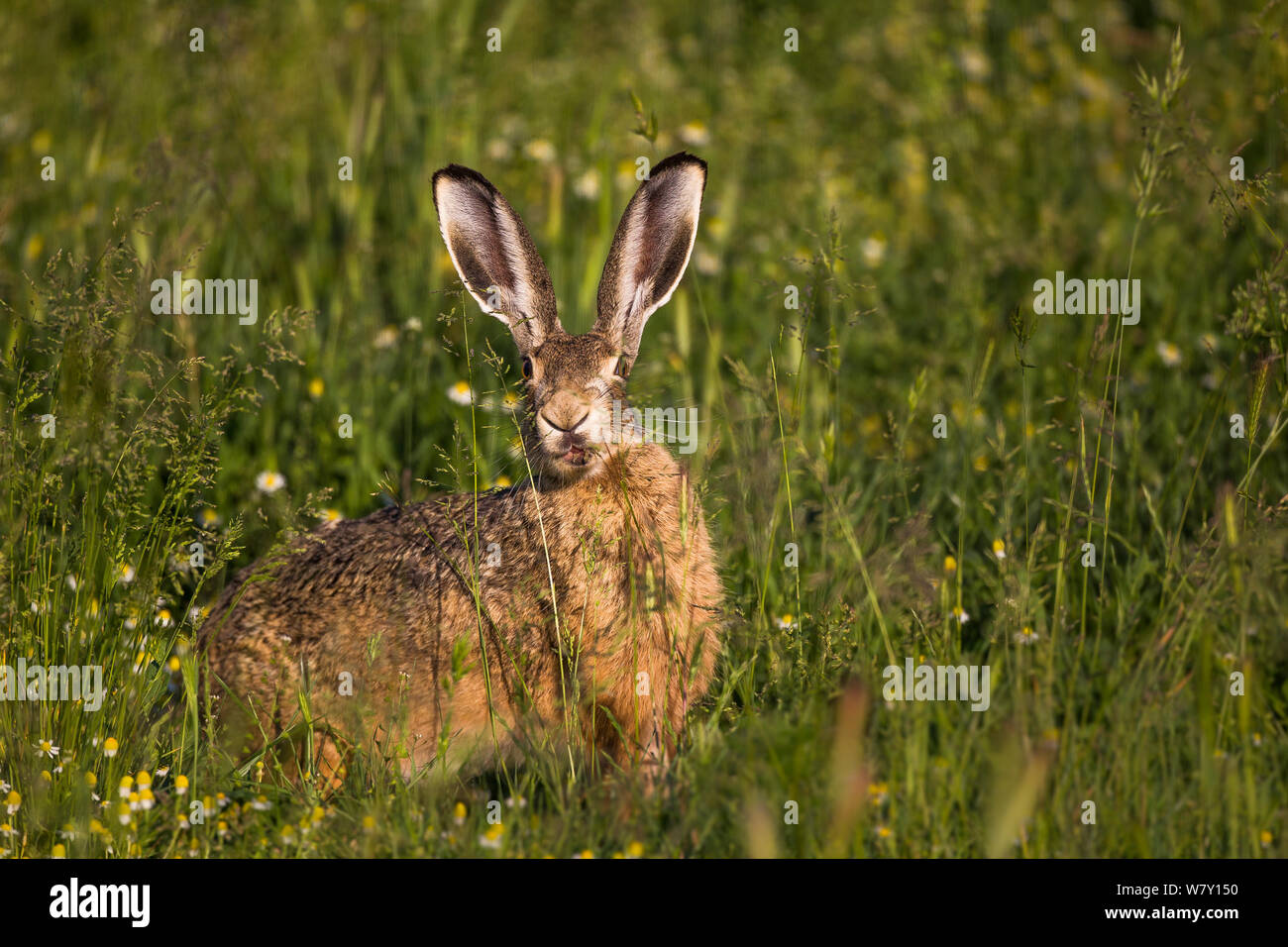 Europäische hare (Lepus europaeus) im Feld, Frankreich, Mai. Stockfoto