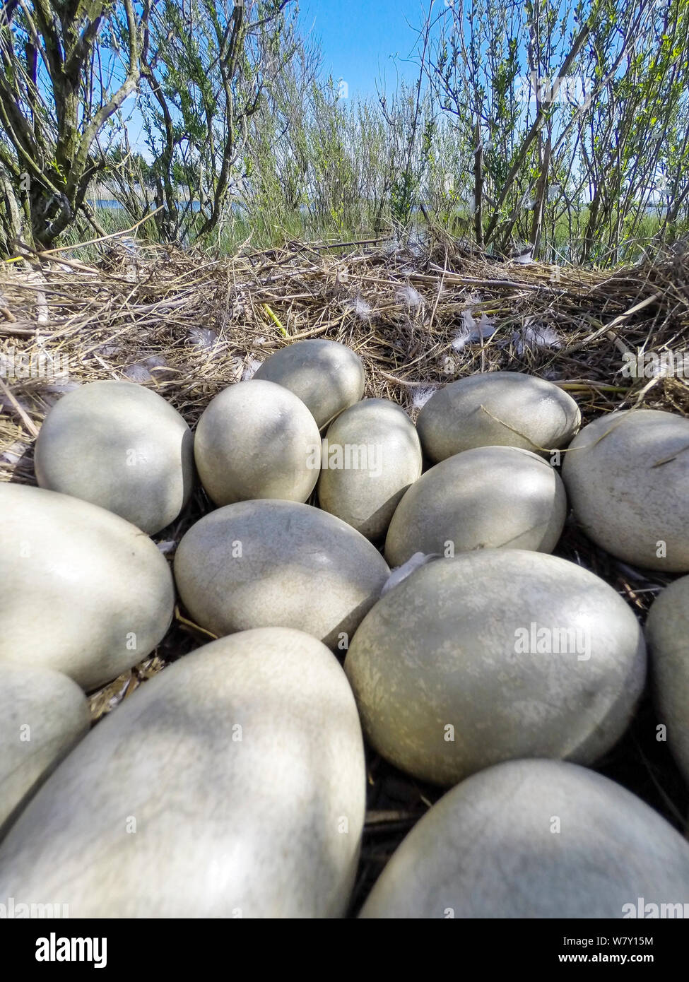 Höckerschwan (Cygnus olor) Eier im Nest, Poitevin Sümpfe, Frankreich, April. Stockfoto