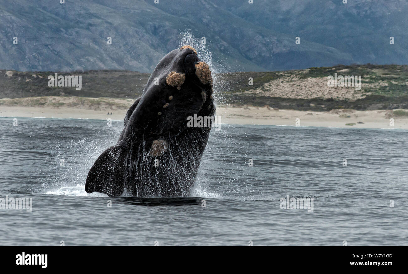 Südkaper (Eubalaena australis) Verletzung, Hermanus, Südafrika. Stockfoto