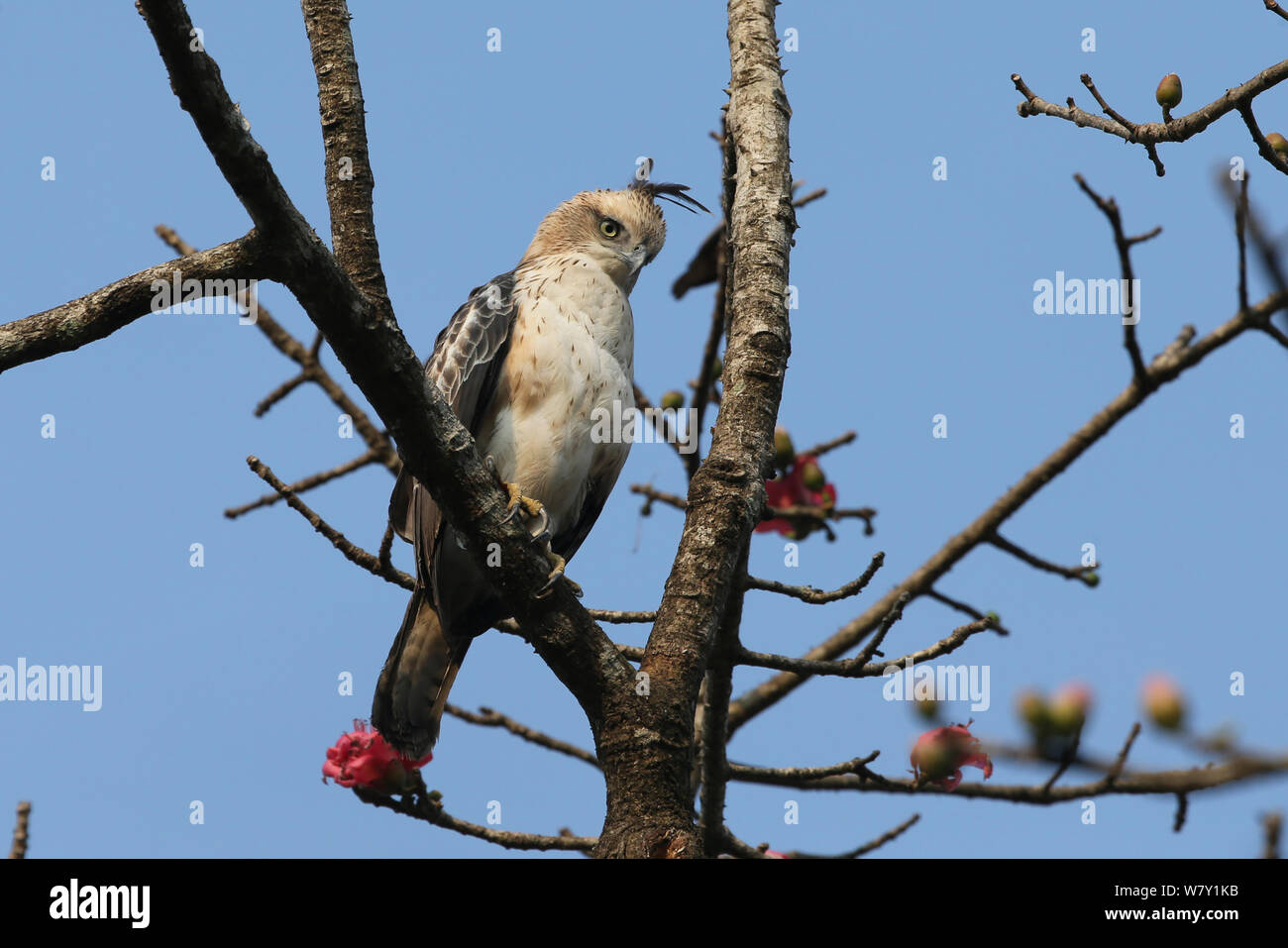 Crested hawk Eagle (Nisaetus cirrhatus) im Baum, Indien, Januar thront. Stockfoto