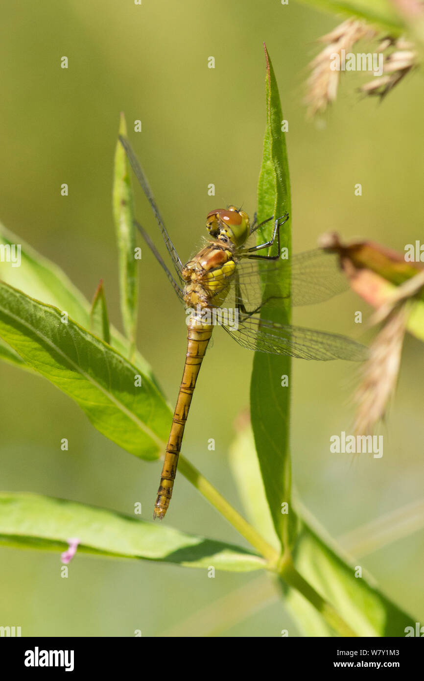 Gemeinsame Darter libelle, Sympetrum striolatum, weiblich, hocken auf Blatt, Sussex, UK, Juli Stockfoto