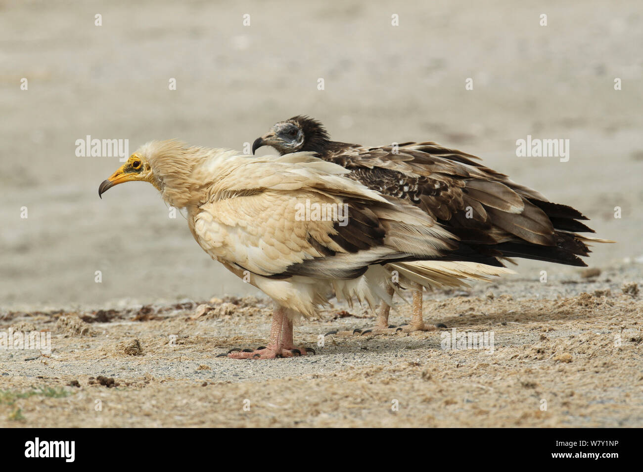 Schmutzgeier (Neophron percnopterus) Erwachsenen und Jugendlichen, Oman, April. Stockfoto