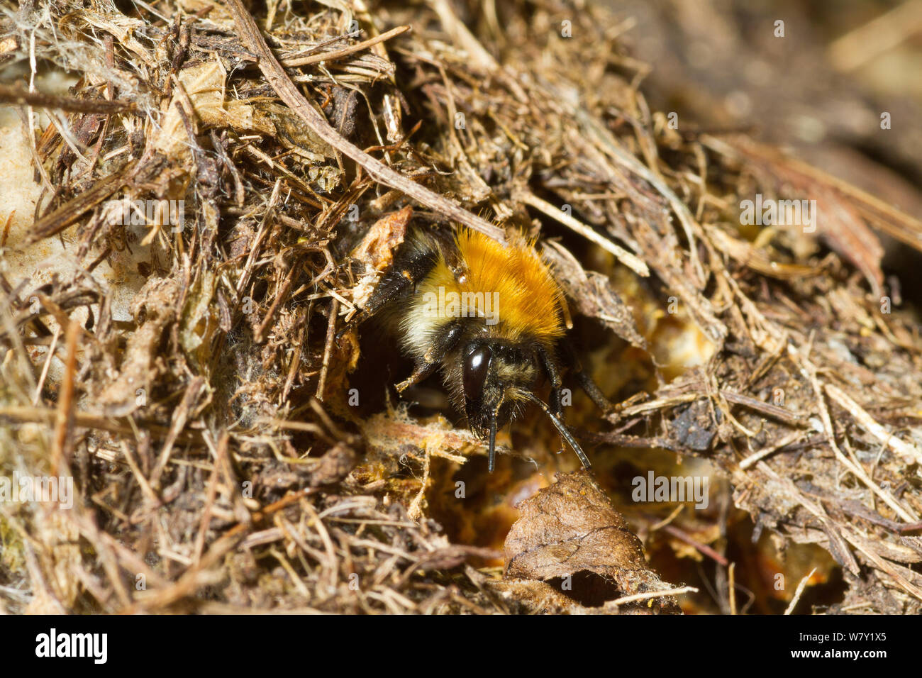 Baum, Hummel (Bombus hypnorum) am Nest Eingang (ein alter Vogel&#39;s Nest), Garten Hecke, Somerset, UK, August. Stockfoto