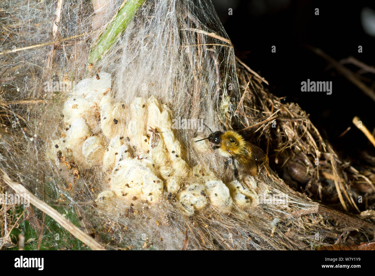 Baum, Hummel (Bombus hypnorum) Kriechen über Seide Nest von Wachs Motten (Galleriinae) in einem alten Vogel &#39; s Nest, Garten Hecke, Somerset, UK, August. Stockfoto