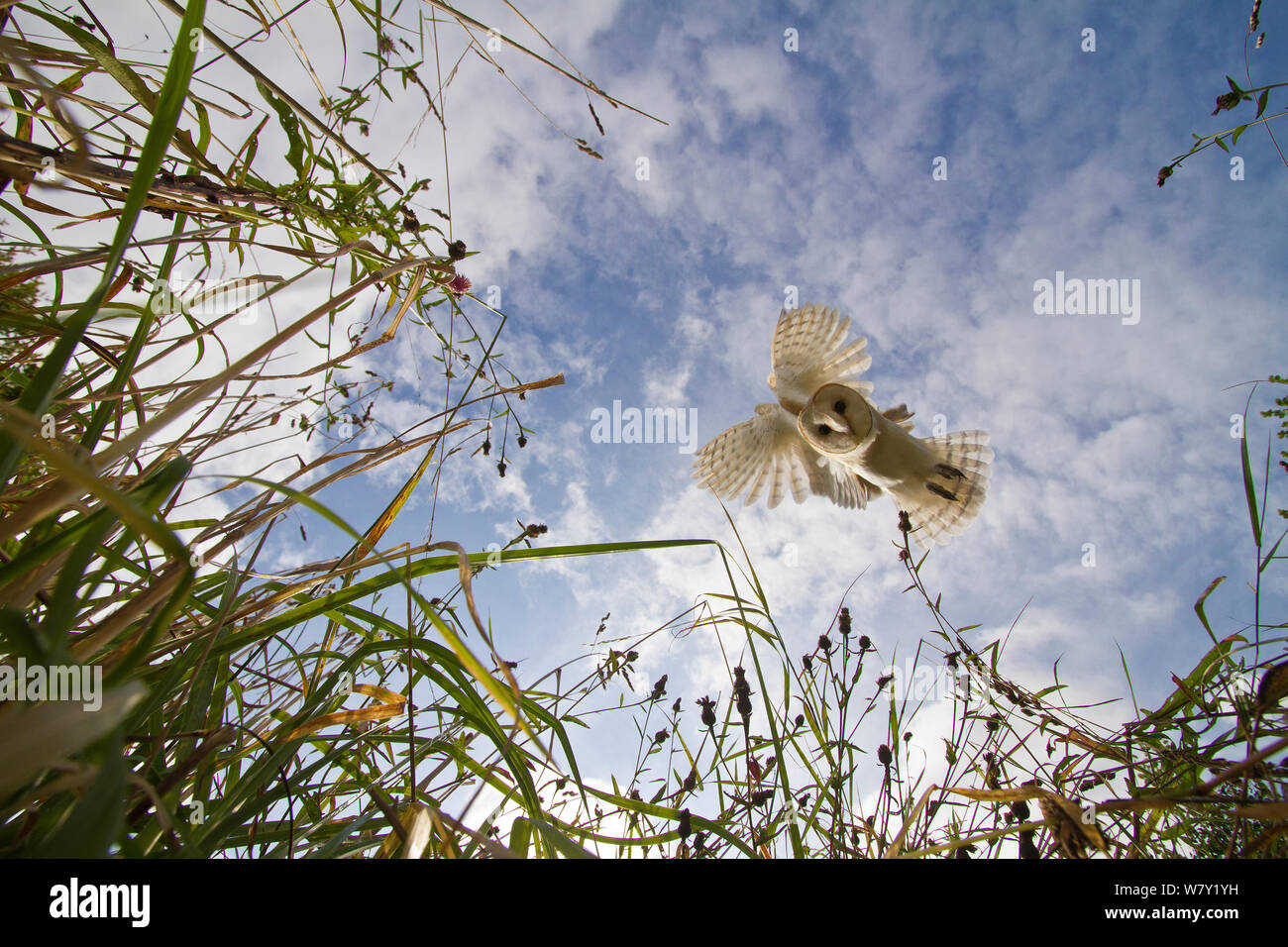 Schleiereule (Tyto Alba) Jagd/schwebt, Somerset, Großbritannien, trainiert Vogel. Stockfoto