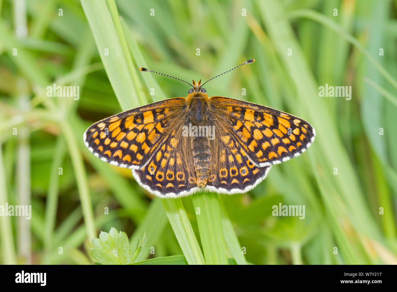 Weibliche Glanville Fritillaryschmetterling (Melitaea cinxia) Hutchinson&#39;s Bank, New Addington, South London, England, UK, Mai Stockfoto