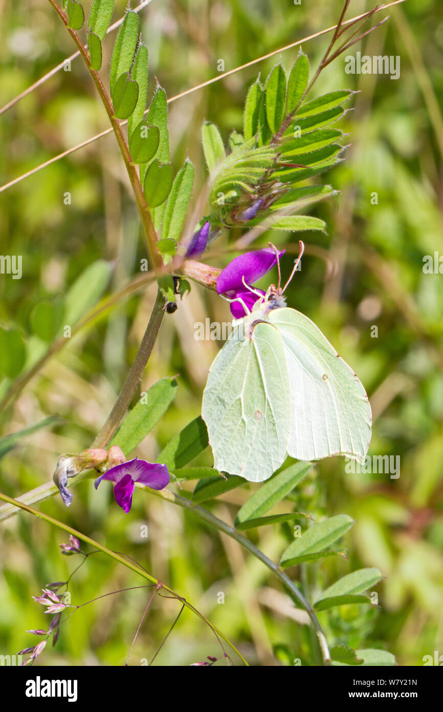 Weibliche Zitronenfalter (Gonepteryx rhamni) Fütterung auf gemeinsame vetch Hutchinson&#39;s Bank, New Addington, South London, England, UK, Mai Stockfoto
