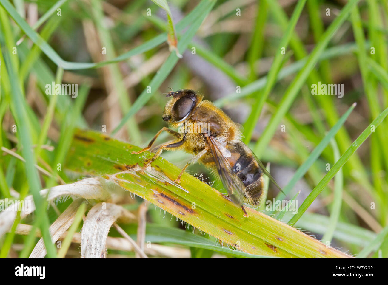 Hoverfly (Eristalis pertinax) Hutchinson&#39;s Bank, New Addington, South London, England, UK, April Stockfoto