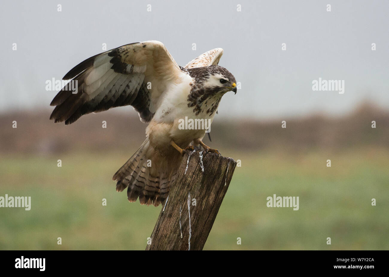 Mäusebussard (Buteo buteo) Licht, morph Landung auf Zaunpfosten. Göttingen, Deutschland, Januar. Stockfoto