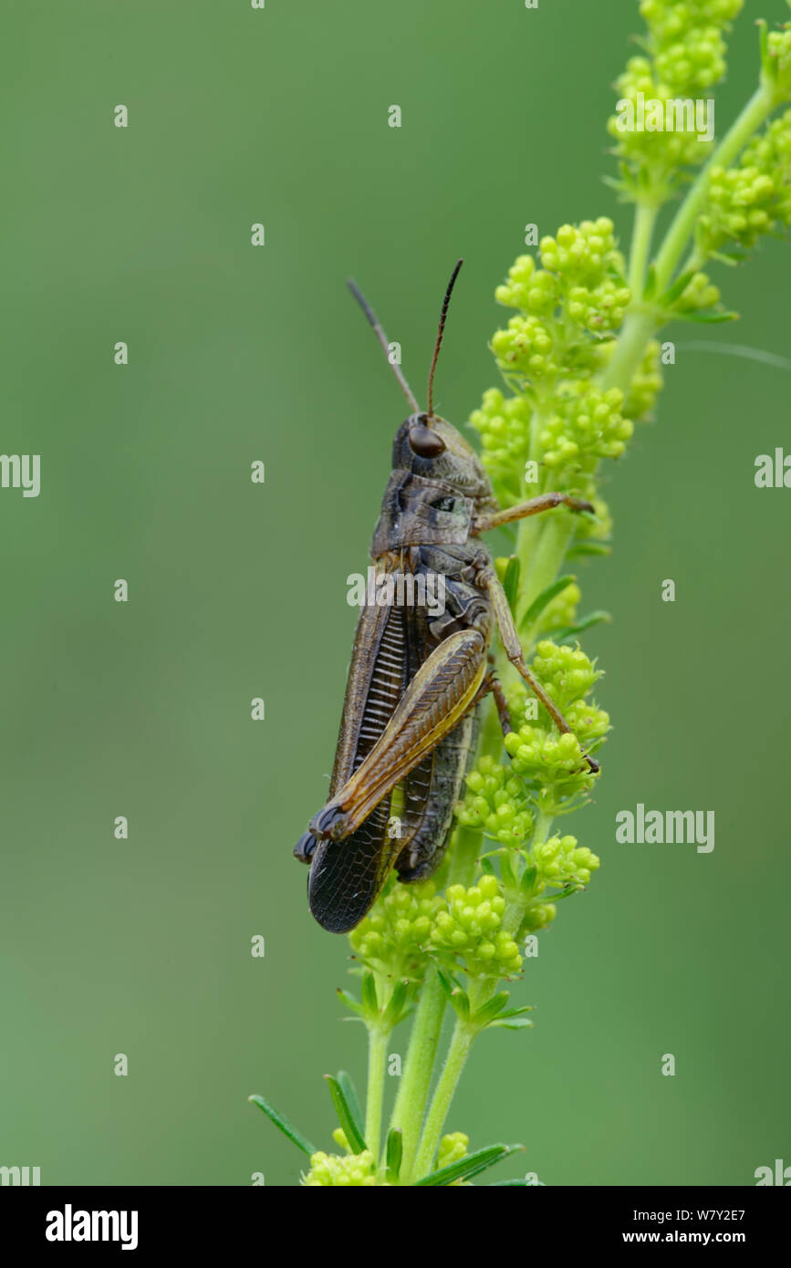 Grasshopper (Stauroderus scalaris) Nördlich von Isola Village, Nationalpark Mercantour, Provence, Frankreich, Juli. Stockfoto