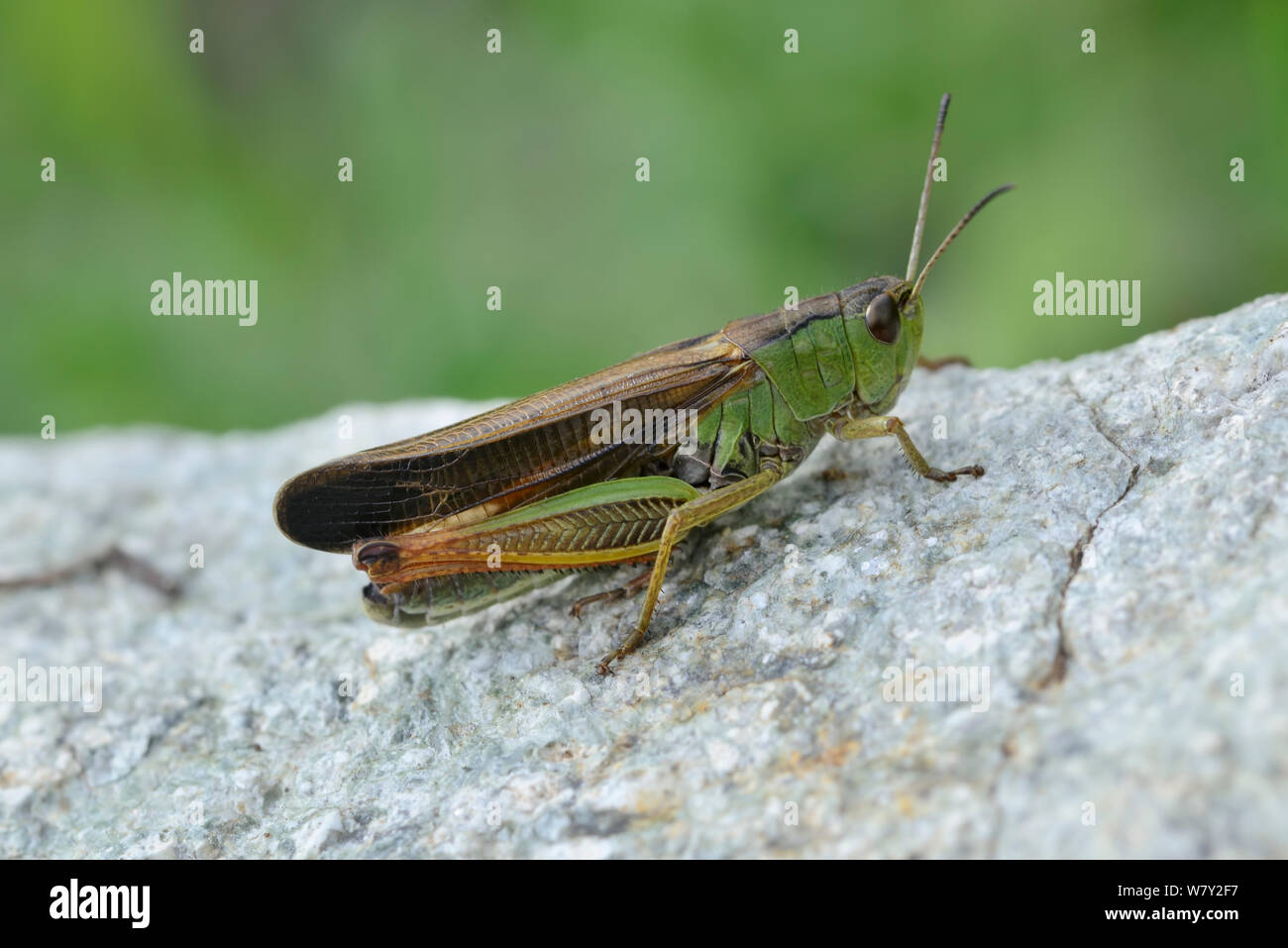 Großen Berg Grasshopper (Stauroderus scalaris) Nationalpark Mercantour, Provence, Frankreich, Juni. Stockfoto