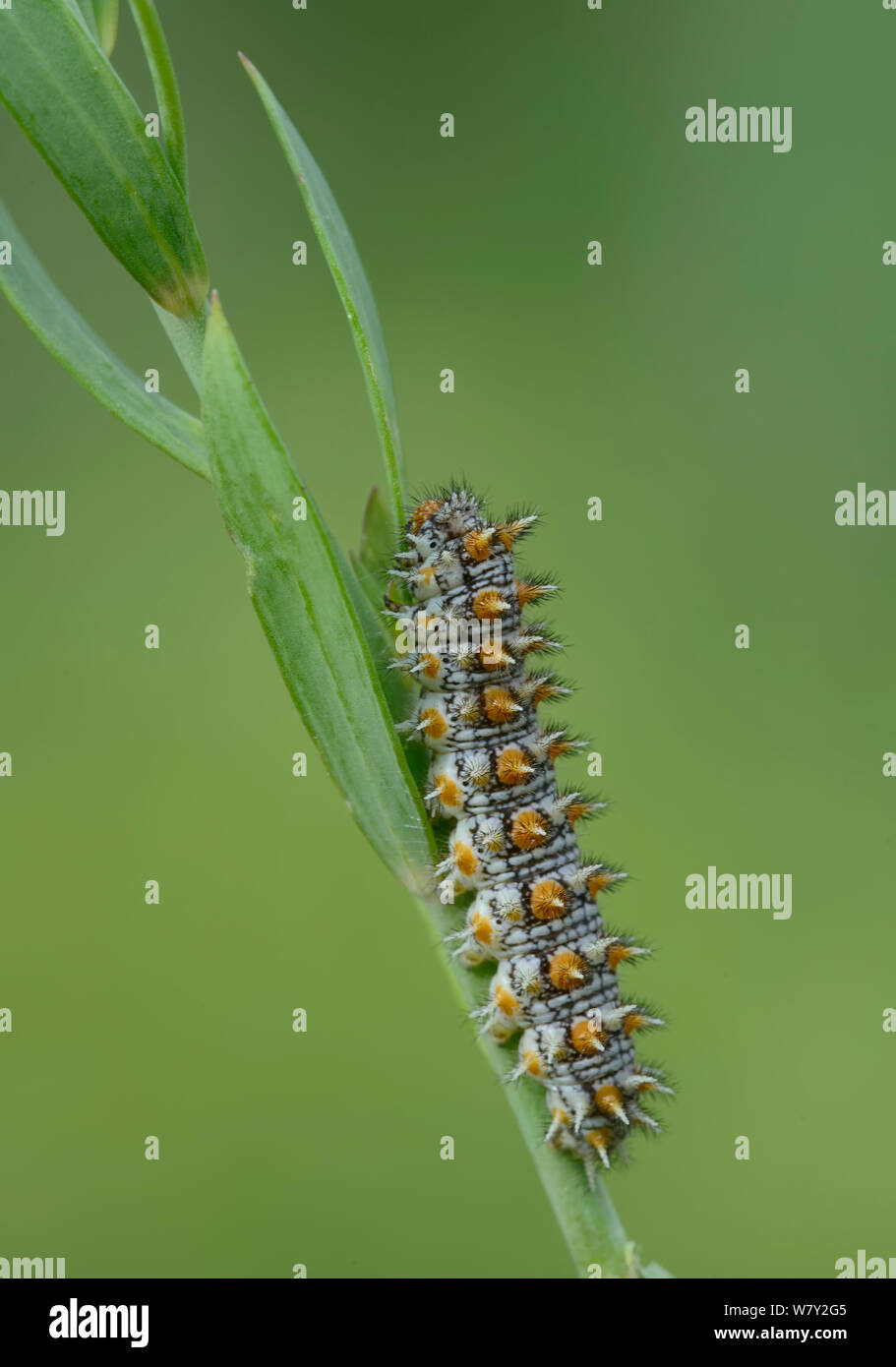 Gefleckte Fritillary (Melitaea didyma) Caterpillar, Nationalpark Mercantour, Provence, Frankreich, Juli. Stockfoto