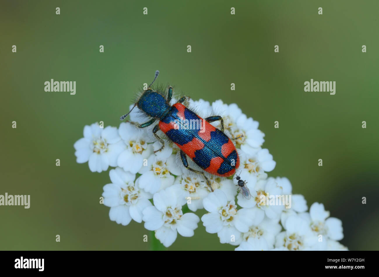 Karierte Käfer (Trichodes alvearius) auf Blume, Rimplas, Nationalpark Mercantour, Provence, Frankreich, Juni. Stockfoto