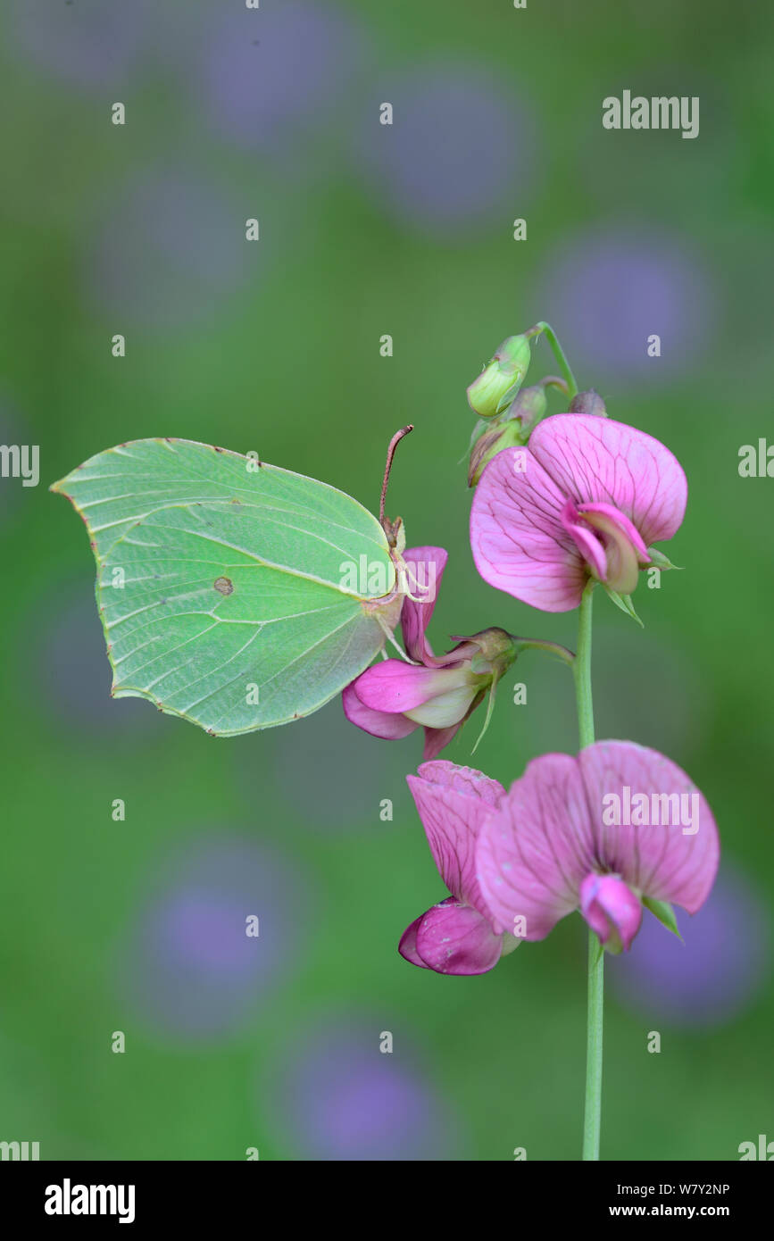 Schwefel (Gonepteryx rhamni) auf wilde peaflower, Nationalpark Mercantour, Provence, Frankreich, Juli. Stockfoto