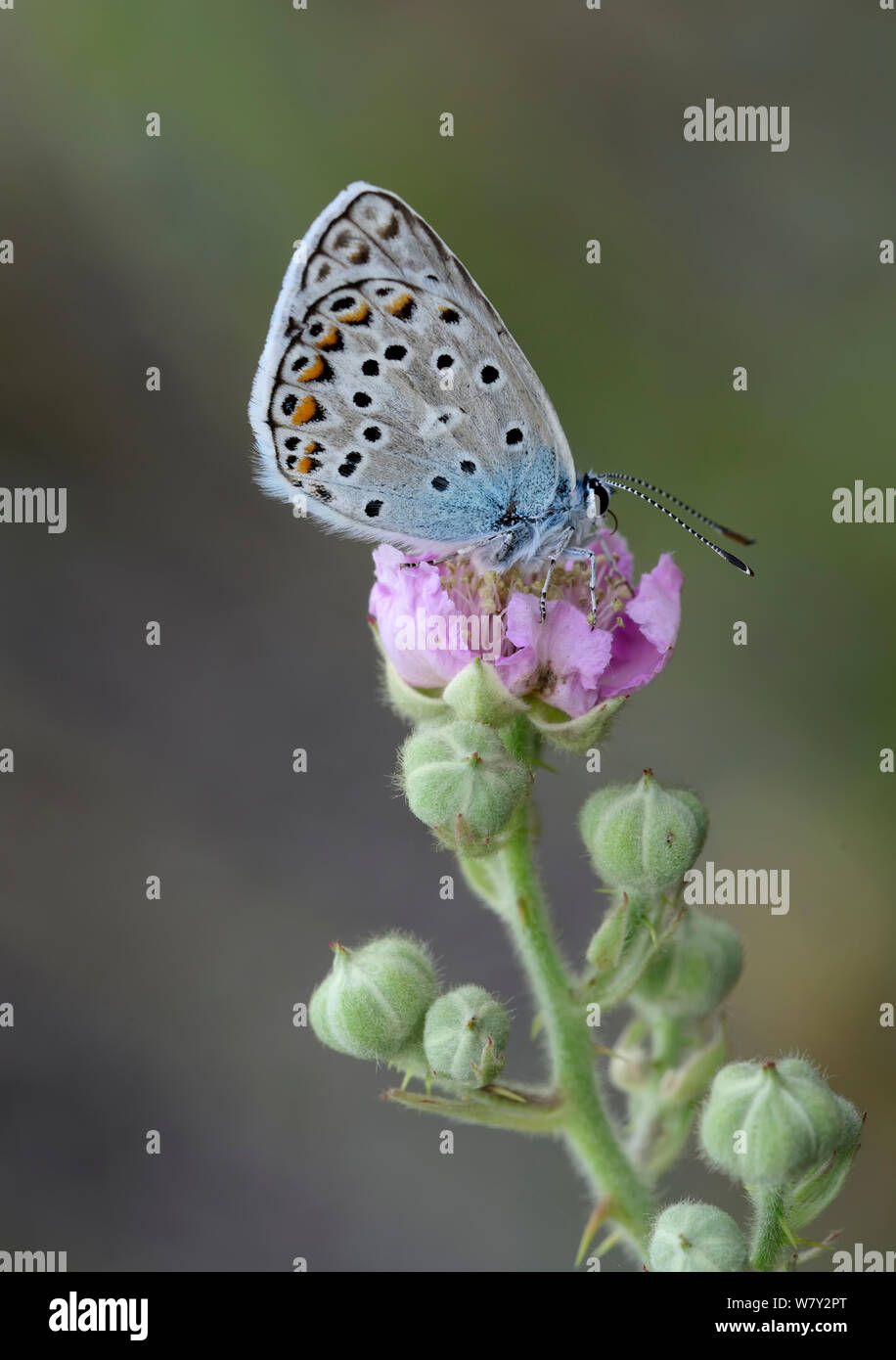 Gemeinsame blauer Schmetterling (Polyommatus icarus) Fort de Rimplas, Nationalpark Mercantour, Provence, Frankreich, Juni. Stockfoto