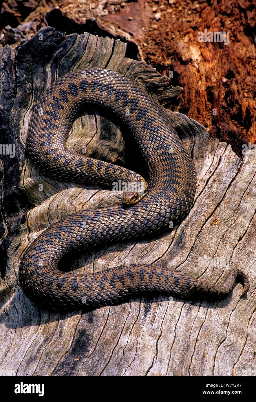 Kreuzotter (Vipera berus) weibliche Sonnenbaden, Körper abgeflacht maximale Menge an Wärme zu absorbieren. Kent, UK. Stockfoto