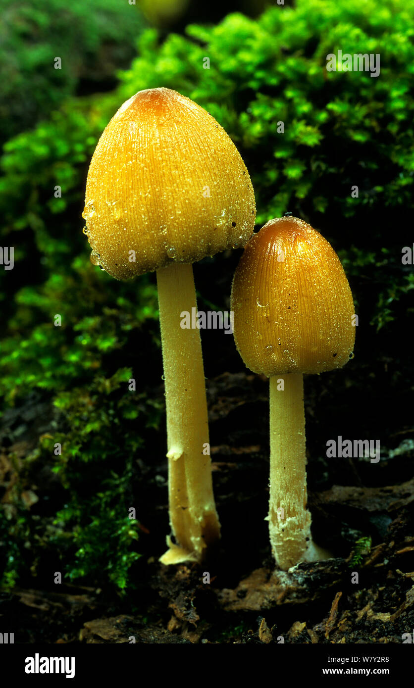 Glitzernde Tinte cap Pilze (Coprinellus micaceus) Banstead Holz SSI North Downs, Surrey, Großbritannien. Stockfoto