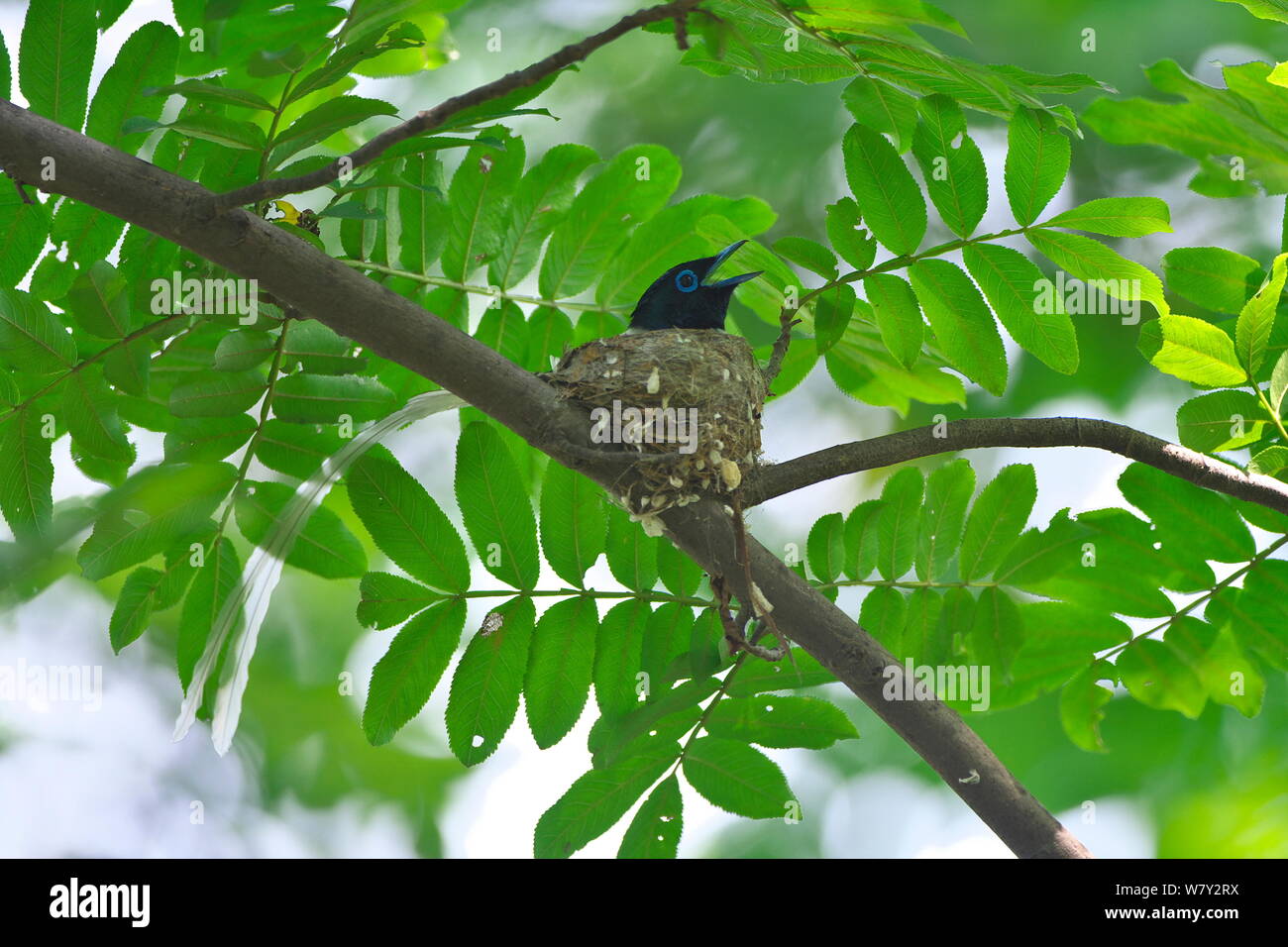 Asiatische Paradies - Fliegenfänger (Terpsiphone paradisi) thront, Shanyang Stadt einwandernde County, Provinz Hubei, China. Stockfoto