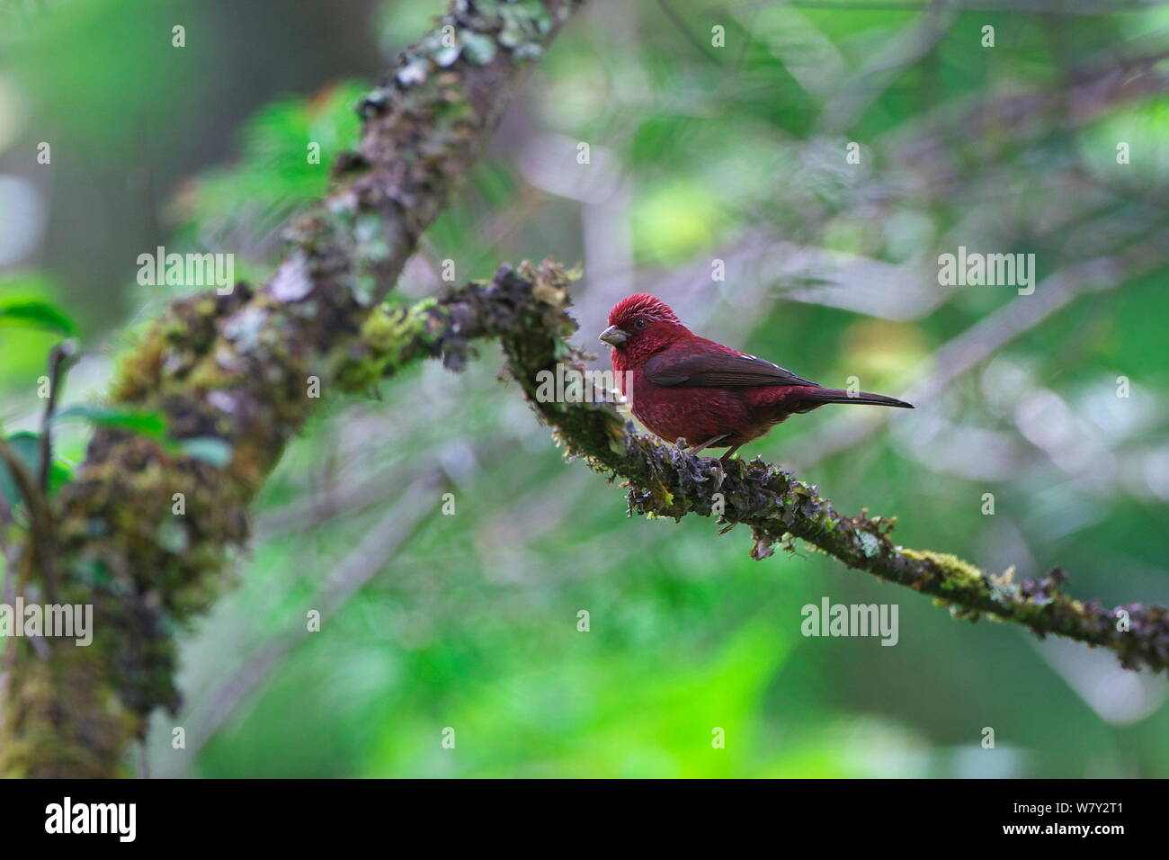 (Vinaceous rosefinch Carpodacus vinaceus) thront, Berg Kawakarpo, Meri Snow Mountain National Park, Provinz Yunnan, China. Stockfoto