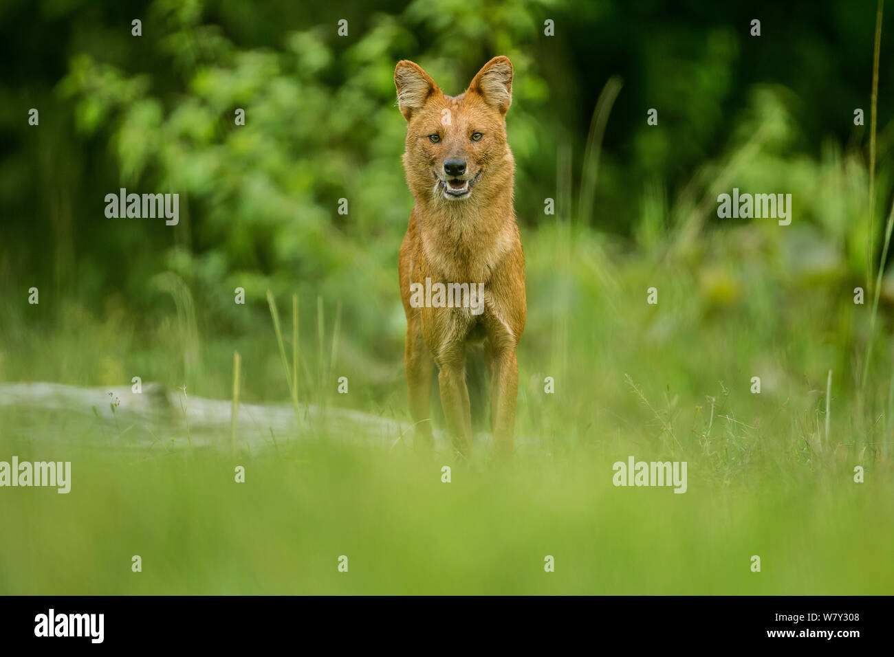 Indian Wild Dog (Cuon alpinus) Porträt, Mudumalai Nationalpark, Indien. Stockfoto