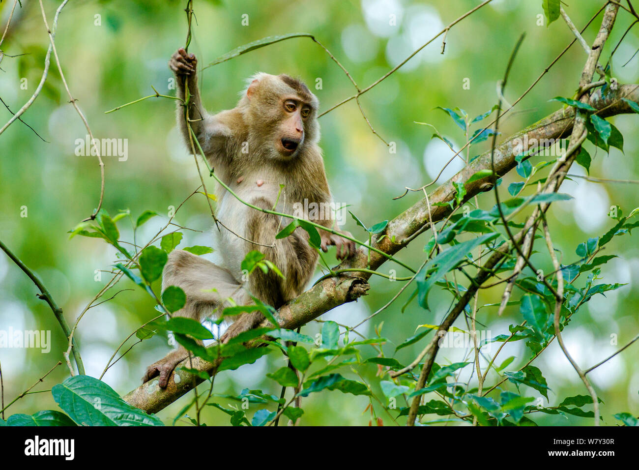 Northern Schwein-tailed Makaken (Macaca leonina) sitzen auf einem Ast. Hoollongapar Gibbon Heiligtum, Indien. März. Stockfoto