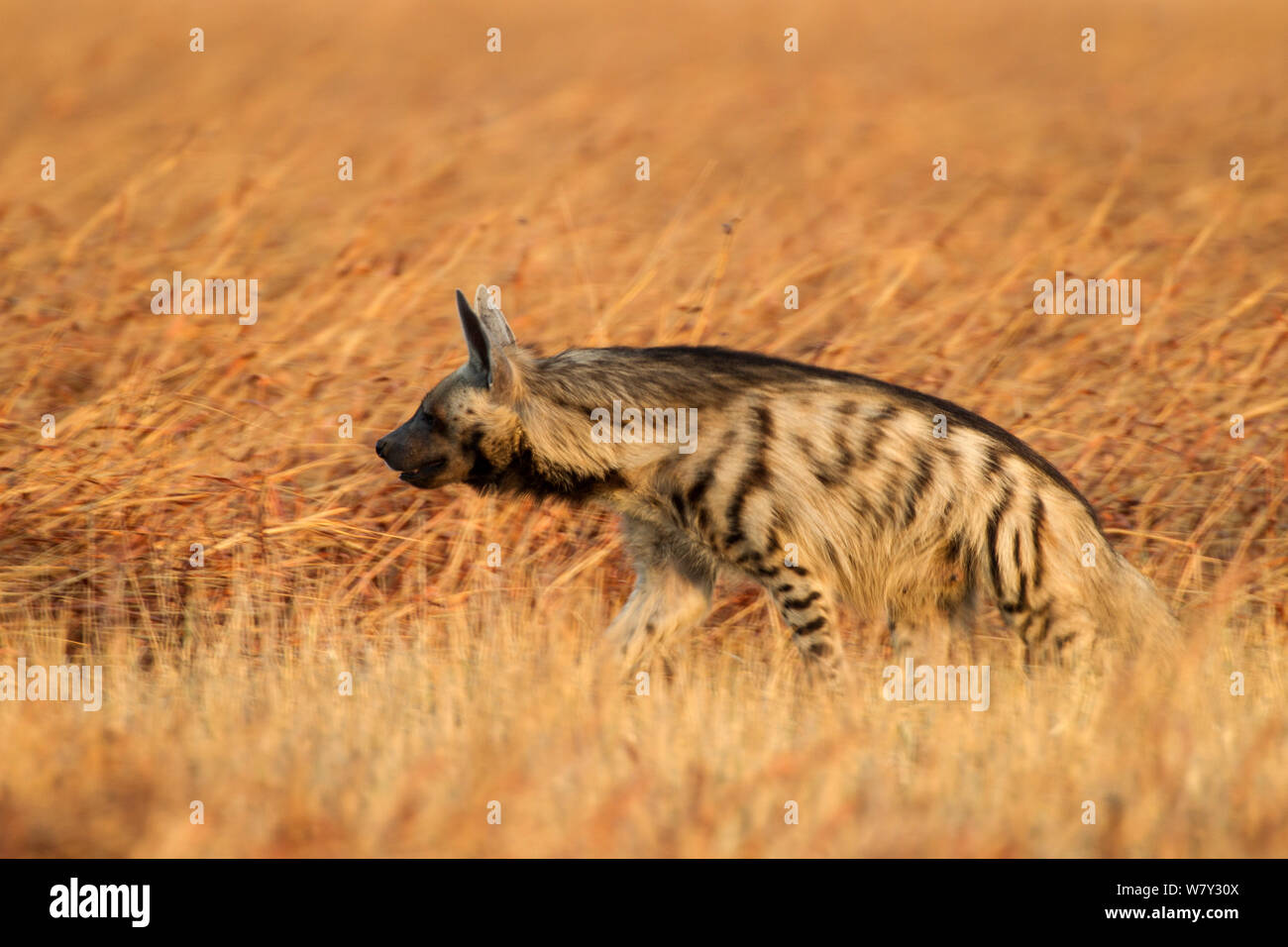 Gestreifte Hyänen (Hyaena hyaena) im Grasland. Hirschziegenantilope Nationalpark, Velavadar, Indien. Stockfoto