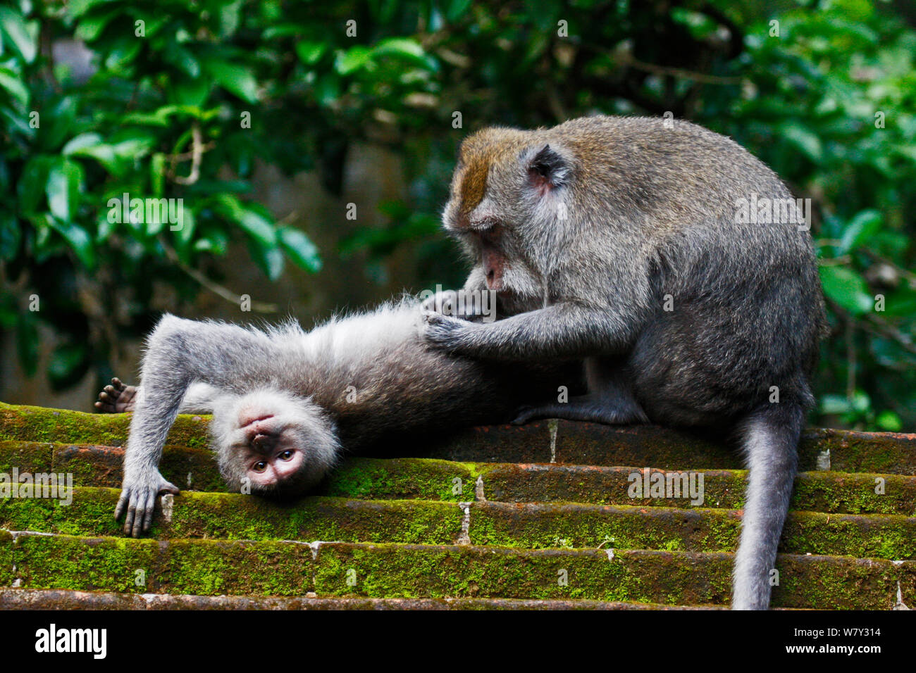 Krabbe - Essen Makaken (Macaca fascicularis) pflegen. Bali, Indonesien. Stockfoto