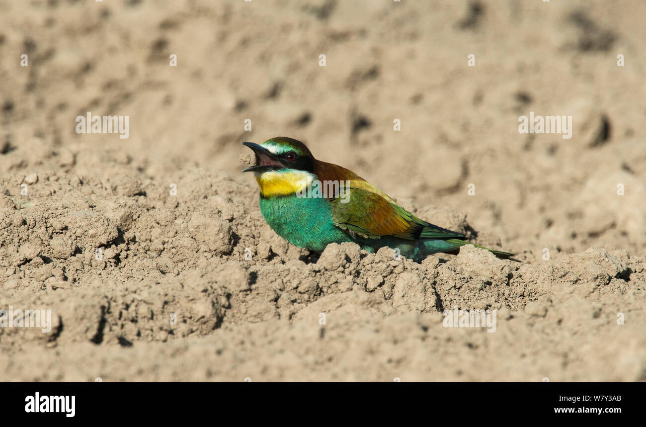 Europäische Bienenfresser (Merops apiaster) warf ein Stück von mineralischen Reich der Erde in die Luft, bevor sie es essen. Guerreiro, Castro Verde, Alentejo, Portugal, Mai.. Stockfoto